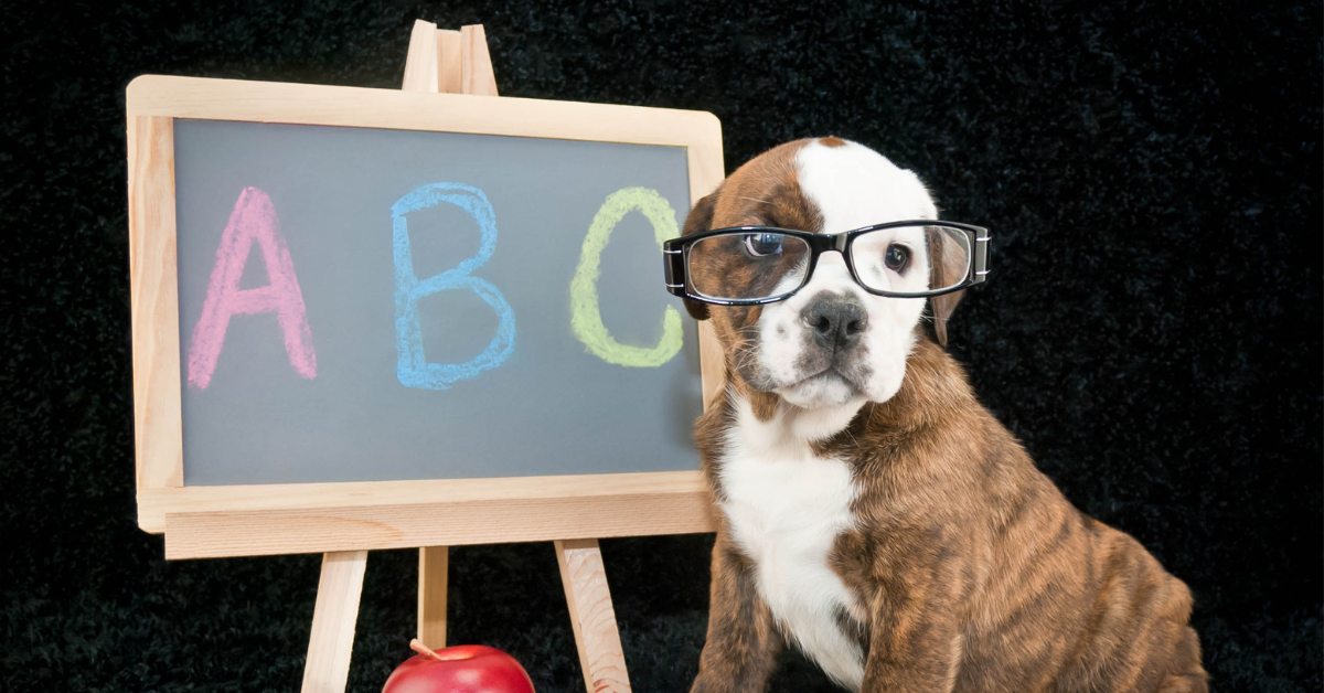 smart dog with ABC chalkboard