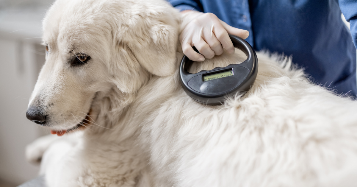 dog microchip scanner atlanta