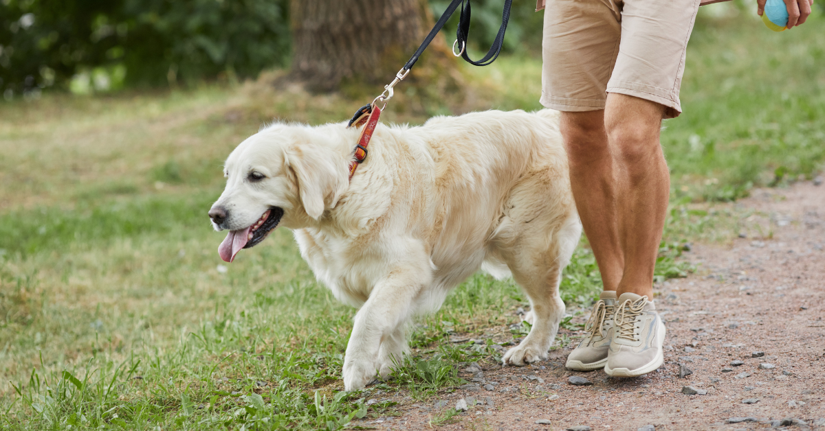 dog walking on leash in Atlanta buckhead pet pals