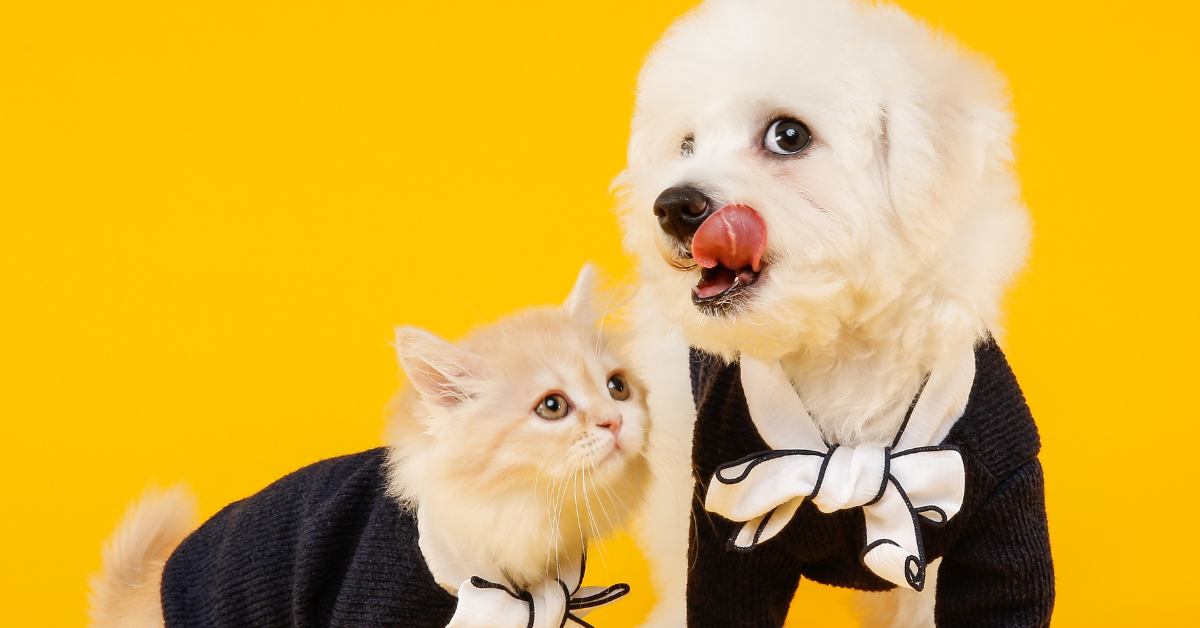 cat and dog in costume in atlanta halloween 2024