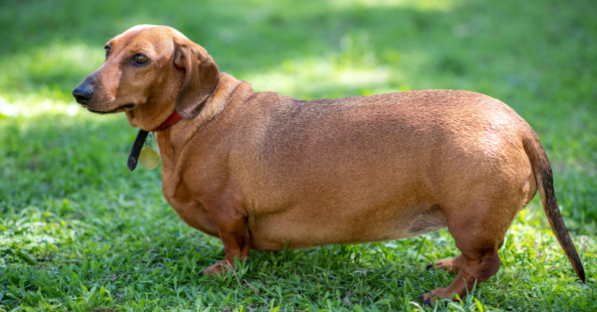 dog obesity atlanta ga - fat dog doxie overweigh doxie