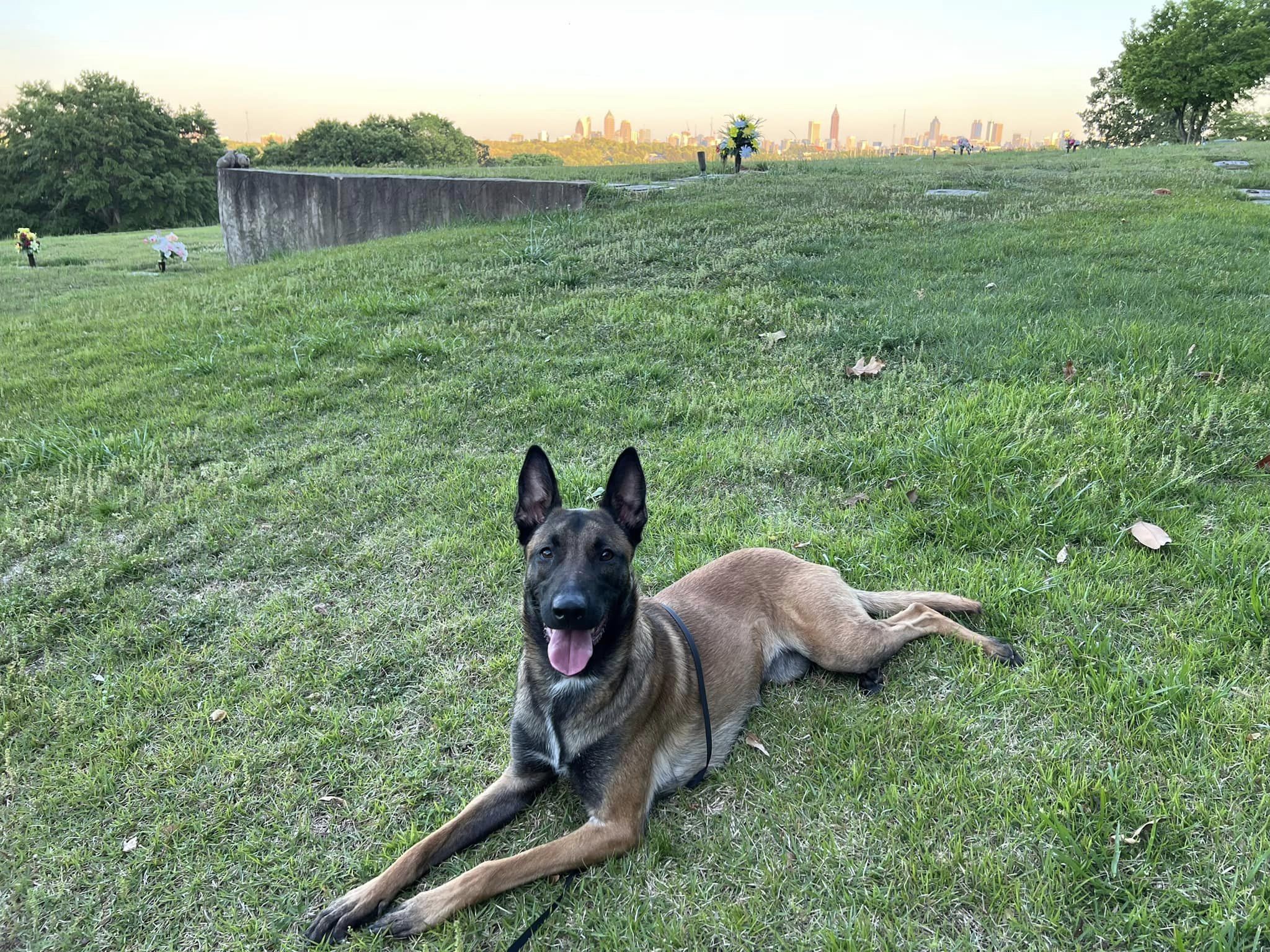 dog named olive with the atlanta skyline behind her