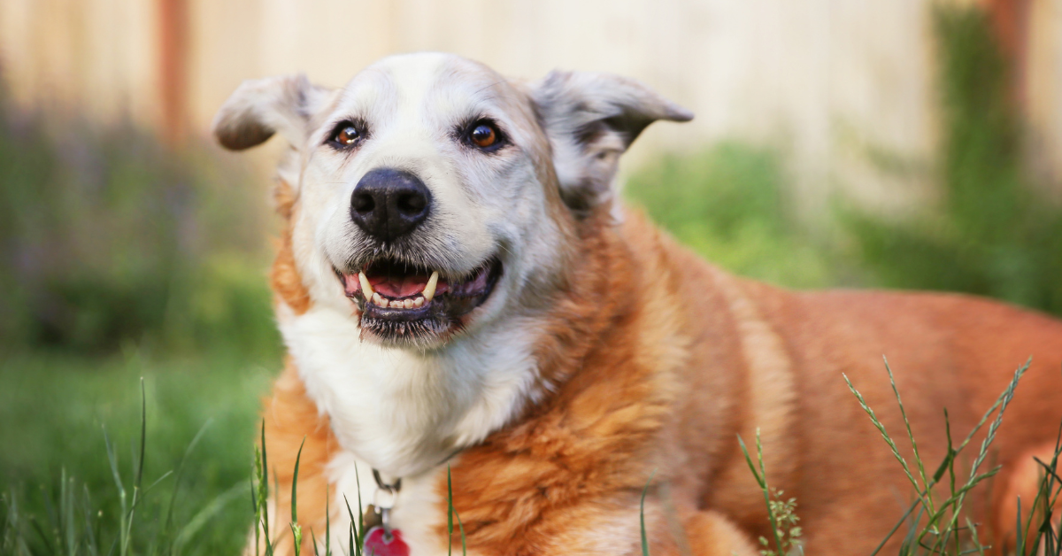 yellow dog with white muzzle national senior dog month