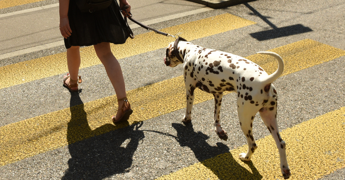 dog walking with dog walker atlanta, ga