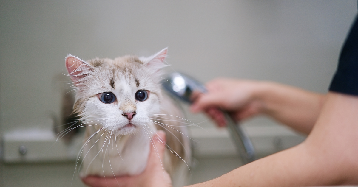 cat getting a bath professional cat groomer atlanta