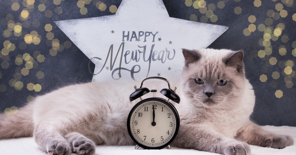 happy mew year cat holiday 4 Ways to Celebrate Atlanta Cats in 2025