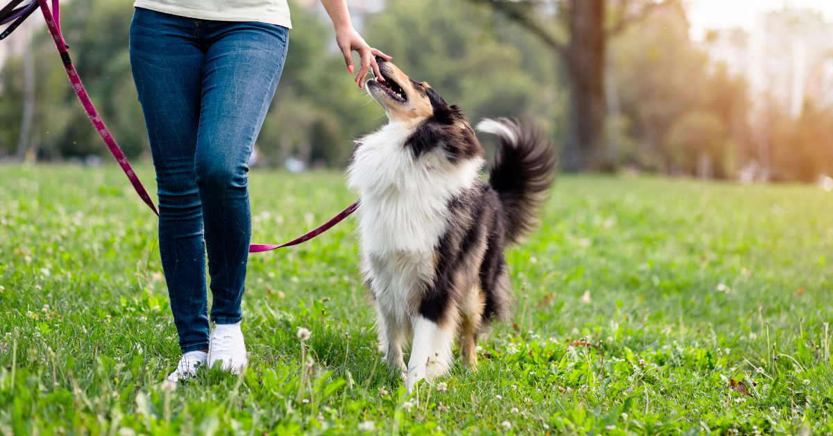 woman with dog on walk top 5 tips for dog walking atlanta