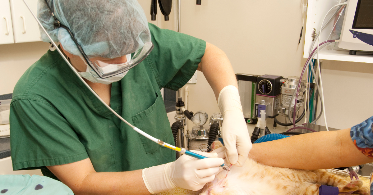 world spay day in atlanta cat being spayed